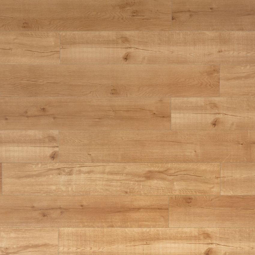 Rovere di Miele, codice BLLI-2706