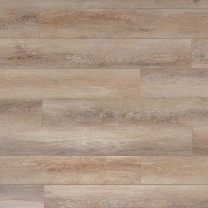 Quercia Settentrionale, codice BLLI-2713