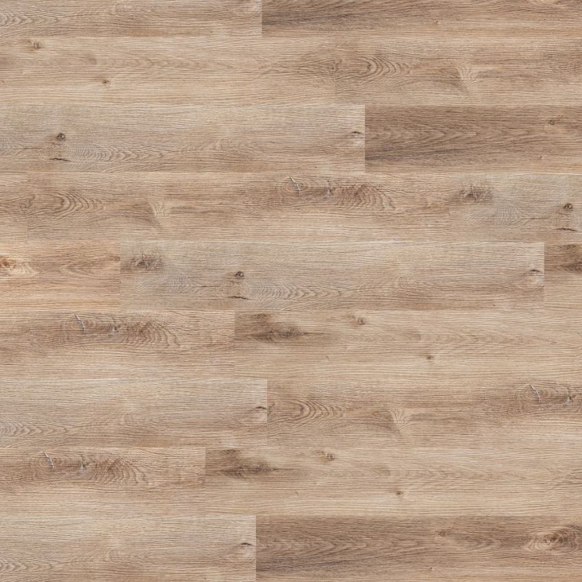 Rovere di Roccia, codice BLVIH-1711U